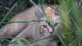 Rabies alert issued in parts of Broward after feral cat tests positive to the virus