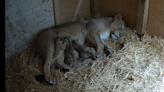 London Zoo staff ‘over the moon’ after welcoming three lion cubs