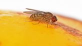 Scientists engineer ‘virgin birth’ in fruit flies after finding genetic cause