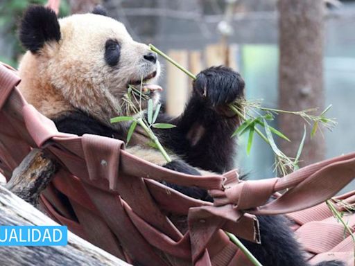 Pareja de pandas gigantes llegó a España desde China