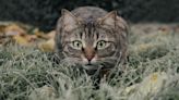 正視頭號外來種威脅 澳洲草擬野貓管理十年計畫