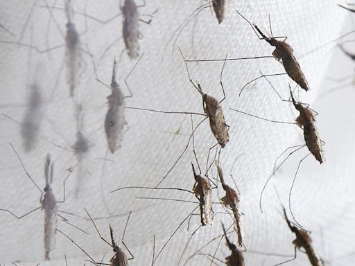 Los mosquitos aterrorizan Brasil: expansión de fiebre de oropouche - Diario El Sureño