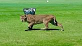 Watch: Stealthy bobcat scores actual birdie on golf course