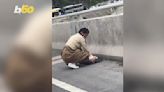 Watch a Woman Perform CPR on a Pig in a Traffic Jam