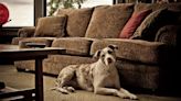 Catahoula Leopard Dog Personality: Are the Dogs Aggressive?