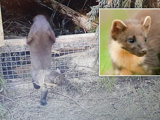 Cat-sized creature thought to be extinct for 100 years spotted in south west