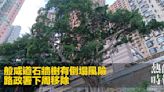 般咸道石牆樹有倒塌風險 路政署下周移除