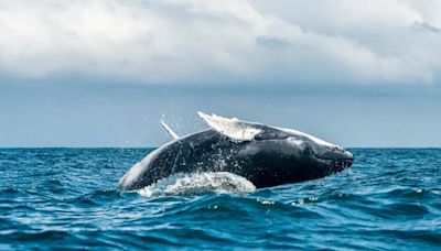 Cinco destinos imperdibles para el avistamiento de ballenas en Colombia