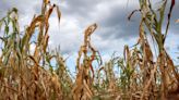 Drought Reduces Zambian Corn Harvest to 14-Year Low