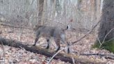 Indiana's bobcats should hunt, not be hunted by us