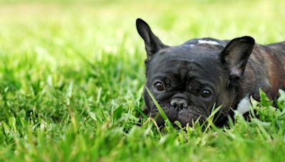 French Bulldogs' Pure Joy Over Freshly-Cut Grass Is the Energy Everyone Deserves