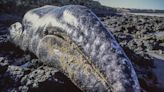 Scientists finally figure out why hundreds of gray whales keep washing up dead along US coasts