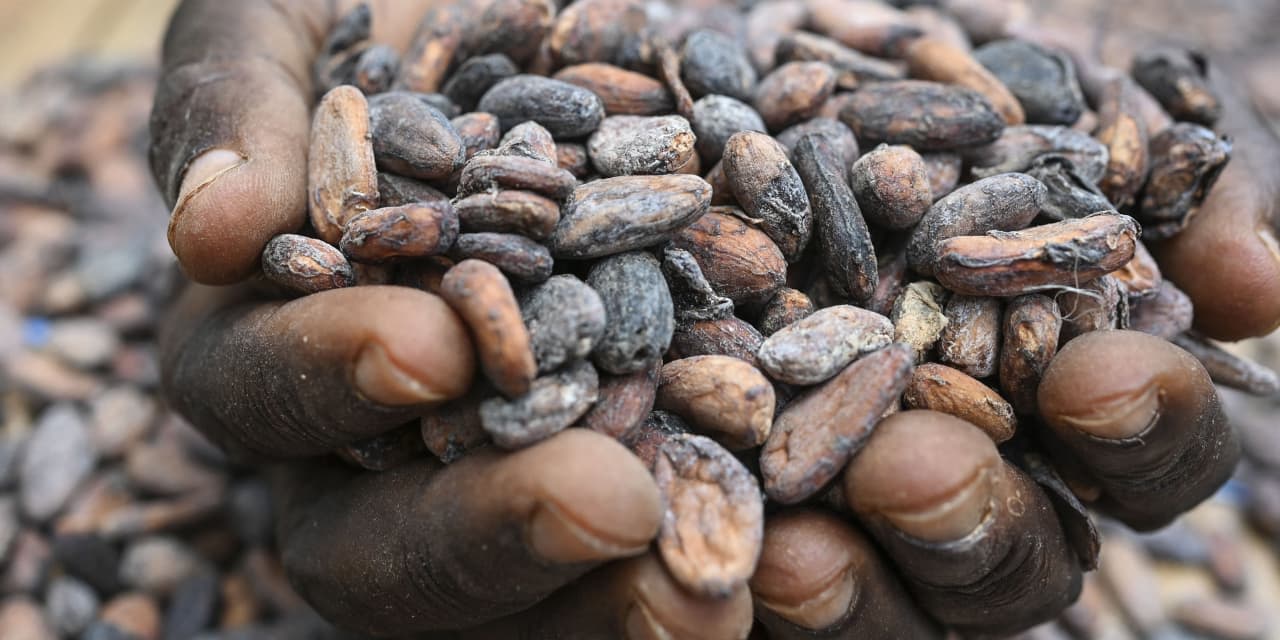 Cocoa price plunges by nearly 30% in just two days as speculators bail out