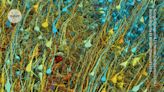 Cubic millimetre of brain mapped in spectacular detail