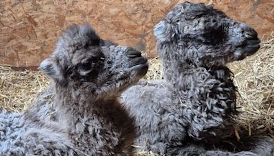 Two baby camels born within a week at Bridlington Animal Park