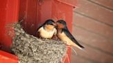 Meet the barn swallows, the small birds that aid us with pest control every year