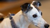 The first anti-aging pill for dogs is entering trials — and an 11-year-old whippet named Boo is the first to try it