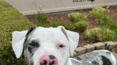 Pet of the Week: Catahoula leopard pup waiting to be adopted