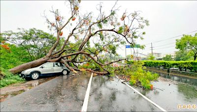 （台南）瞬間大雨積淹水 樹倒壓毀2車