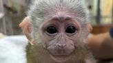 Inside the Zoo: How Staff Rallied for an Abandoned Baby Monkey