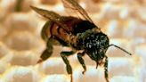 Six killed by 'killer bees' after bus crashes through hives in Nicaragua