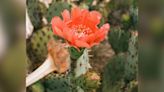 Photographer Captures Cactus Bloom That "Opens For Just One Day A Year" By Filming Overnight