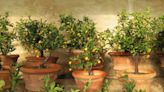 9 of the best fruit trees to grow in pots for healthy harvests in small spaces