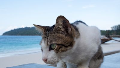 Kitten in tiny sun hat goes on 'holidays' at the beach, internet can't cope