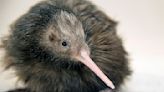 US zoo ends kiwi petting experience after outcry from New Zealanders