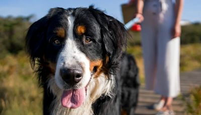 Cómo es la raza boyero de Berna, a la que pertenece Thor, el perro nuevo en la Casa Rosada