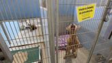 How can 21 Florida shelters avoid killing animals? Ask the Jacksonville Humane Society