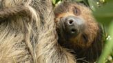 Sloth at San Antonio Zoo Falls Asleep Eating Breakfast and Everyone Can Relate