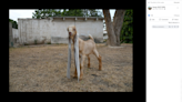 This baby goat’s ears may be the longest in the world, owner says. How long are they?