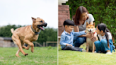 Kids at dog runs and dog parks in Singapore: What the experts say and what dog owners experience