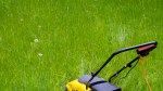 I Let My Lawn Grow for No Mow May—Here’s What Happened