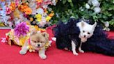 Tall Tales: dogs pose at the Pet Gala