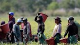 California lawmakers blast state's workplace safety agency over 'dangerous' farmworker conditions