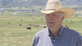 Cattle in new Colorado community Sterling Ranch protects residents from wildfires, preserve land