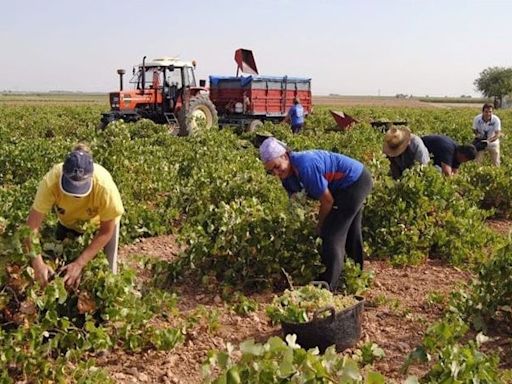 Cáritas Valdepeñas mantiene su servicio de intermediación laboral para campañas agrícolas