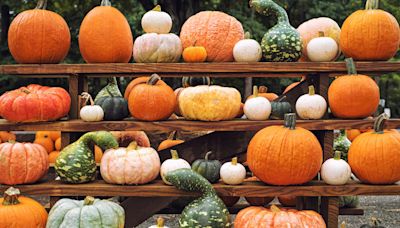 A Complete Guide to the Most Popular Pumpkins