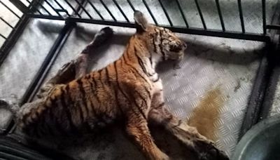 Bhopal: Another Tiger Cub Succumbs To Wounds At Van Vihar National Park