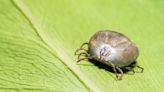 This invasive tick in SC has killed cows in Ohio. Here’s what to know