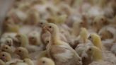 S.Africa’s top poultry producer flags bird flu risk amid vaccine delays