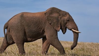 Zambia safari horror: Elephant pulls out tourist from vehicle, tramples her to death