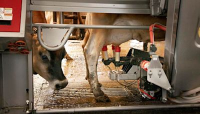 ISU research identifies possible point of entry for avian flu in cattle