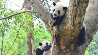 Finland to send back to China two giant pandas many years ahead of schedule because of this reason