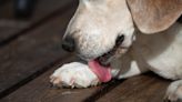 Why Do Dogs Lick Their Paws? We Asked a Veterinary Dermatologist