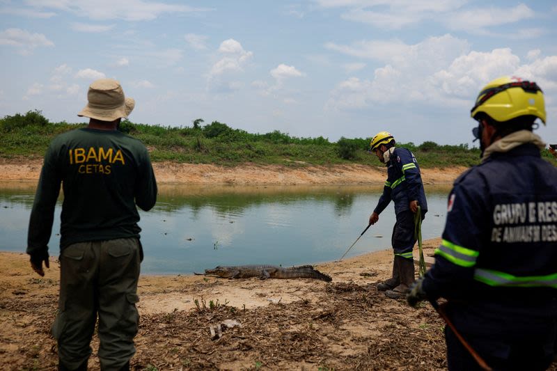 Fires in Brazilian wetlands surge 980%, extreme drought expected