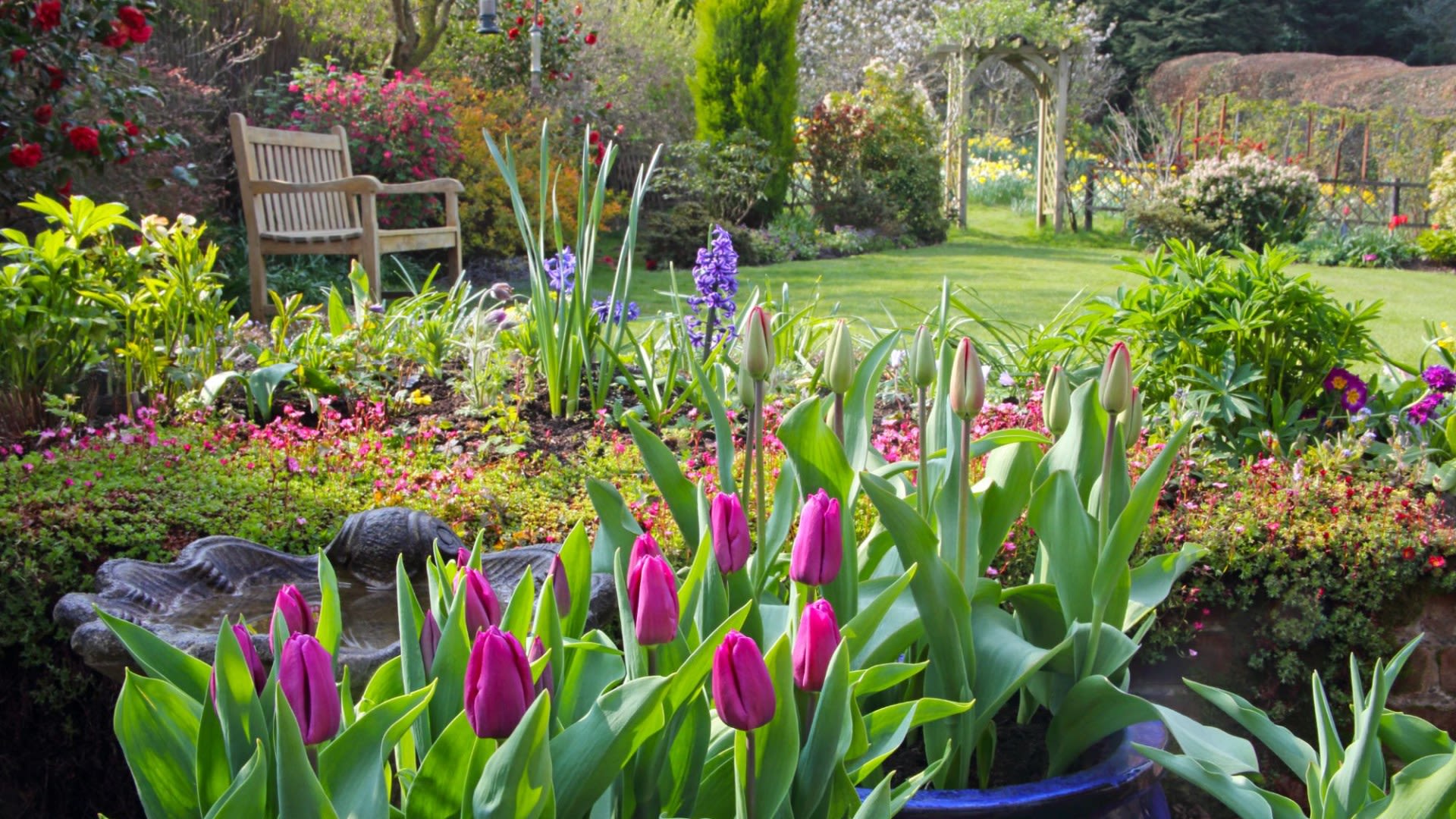 Gardening expert reveals tip to ensure bigger tulip blooms next spring