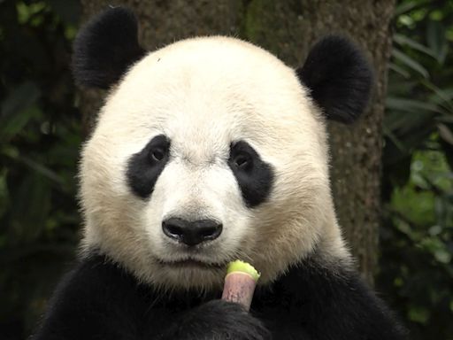 Panda diplomacy from China: Bridging nations through conservation